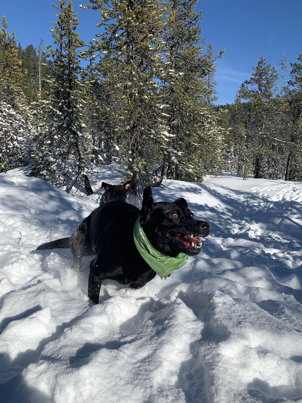 I think Bronson enjoyed his first snow