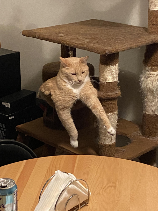 I think Cheddar is having a rough day