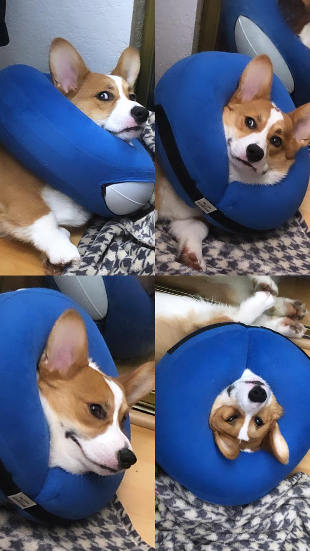 I think he likes it