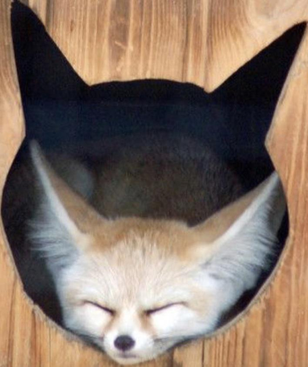 I think he wants to be a cat or something idk