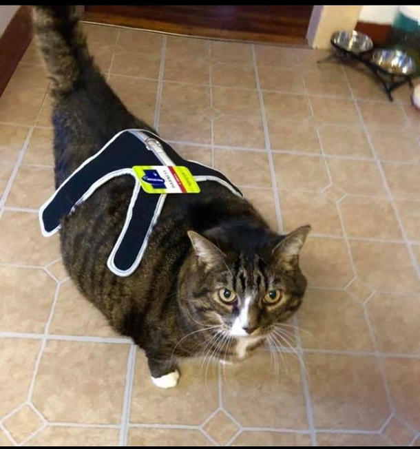 I think hes going to need a bigger harness