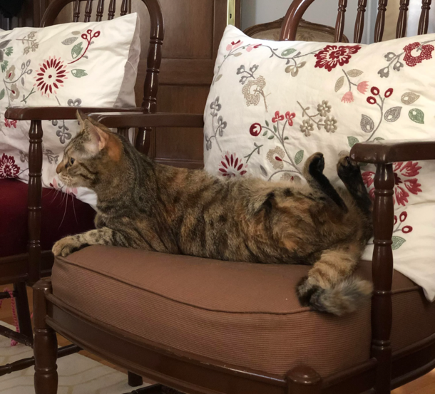 I think I assembled my cat incorrectly