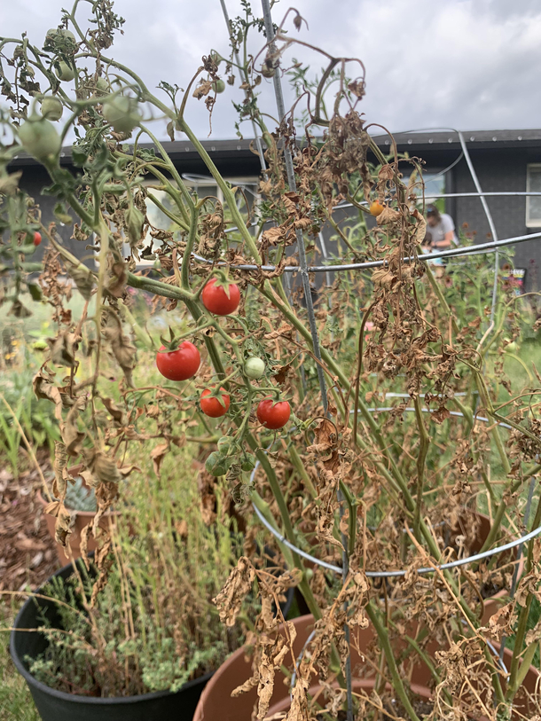 I think I can rule out tomato farming as a way to make money