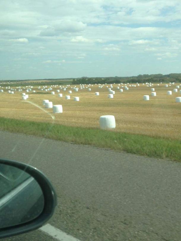 I think I found where the farm marshmallows guys