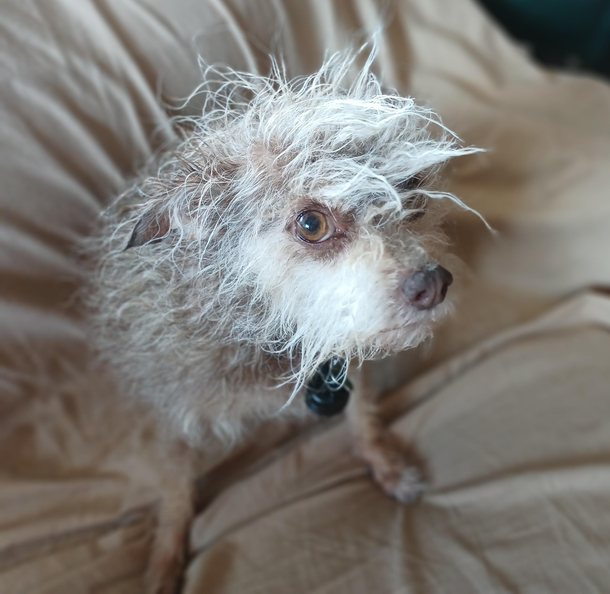 I think I just gave an opossum a bath
