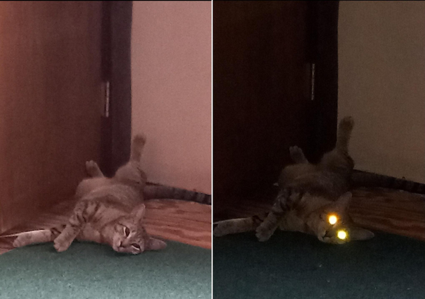 I think I took a picture of my cats inner demon Halp