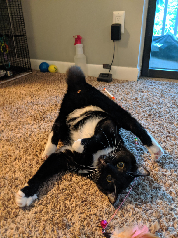 I think my cat broke