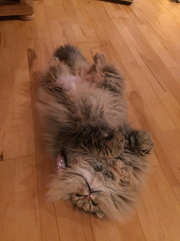 I think my cat had too much catnip