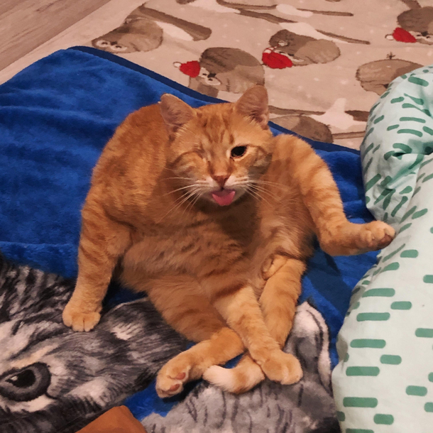i think my cat has broken