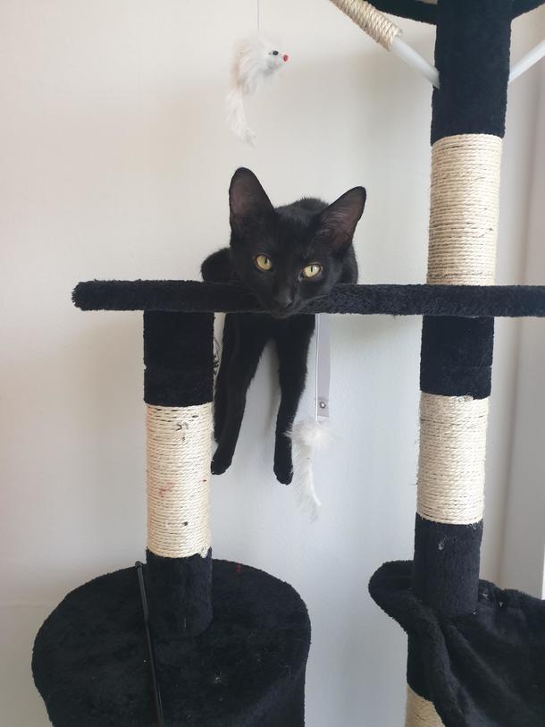 I think my cat is broken