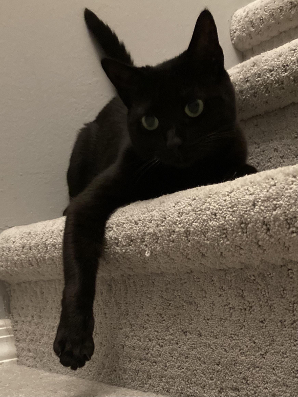 I think my cat is broken