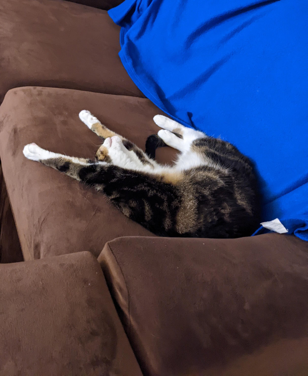 I think my cat is dead