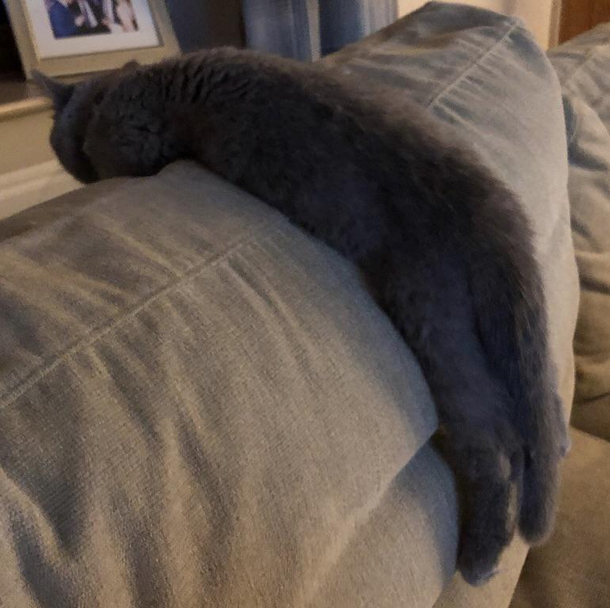 I think my cat is depressed
