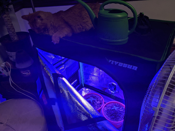 I think my cat is high on pot