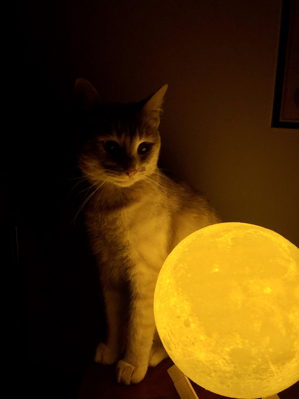 I think my cat is plotting to steal the moon