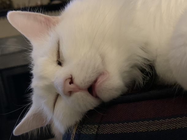 I think my cat is tired Meme Guy