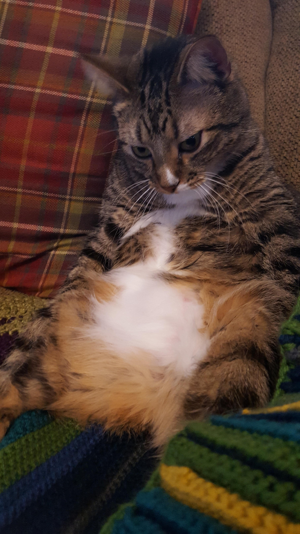 I think my cat just gave up