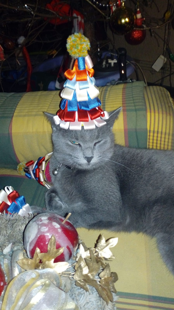 I think my cat loves his new hat
