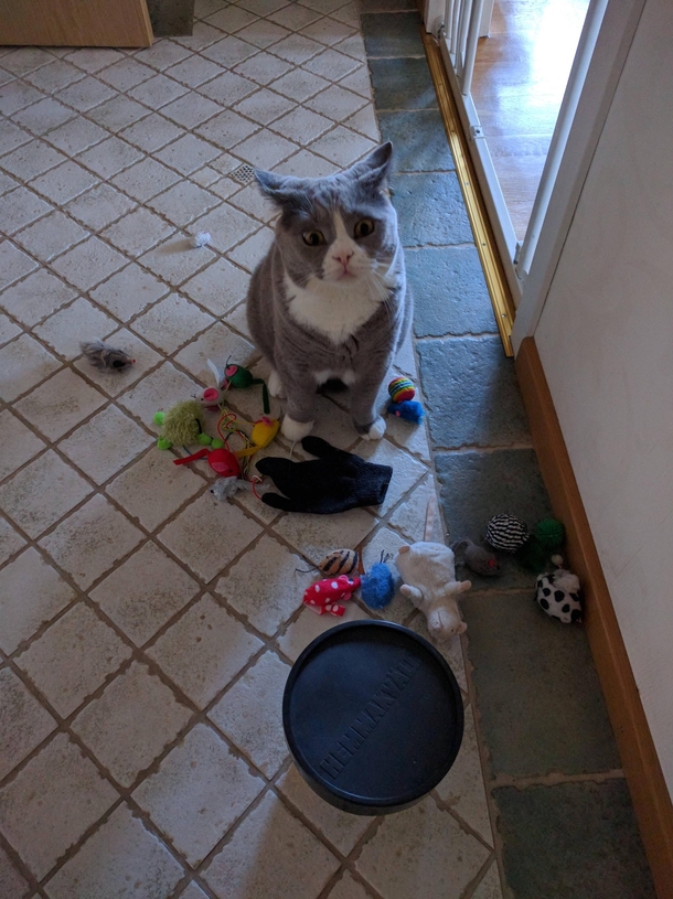 I think my cat overdosed