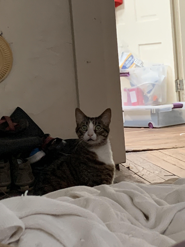 I think my cat saw God this morning