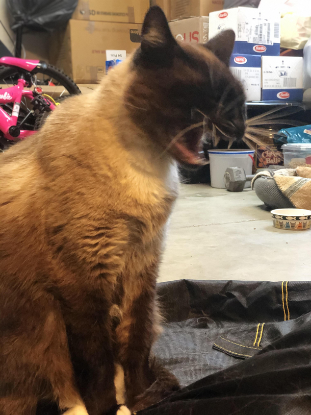 I think my cat stubbed its toe