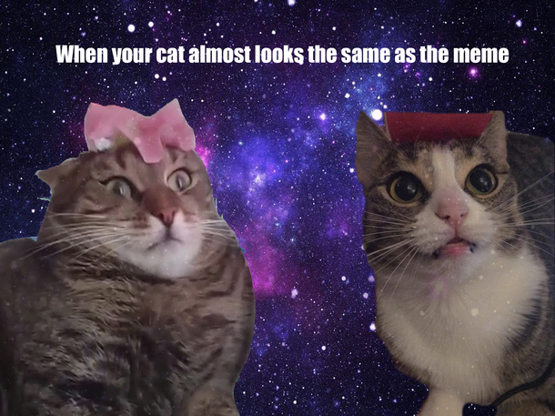 I think my cat transcended
