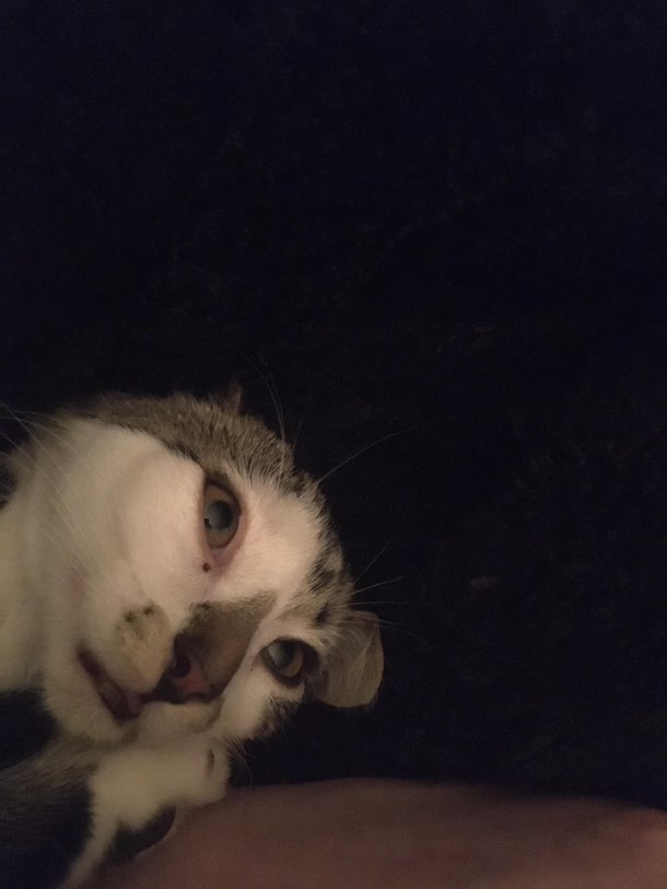 I think my cats high