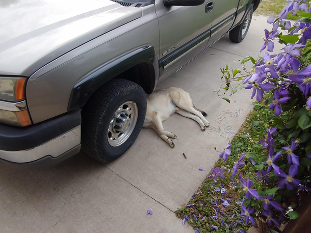 I think my dog has given up on life