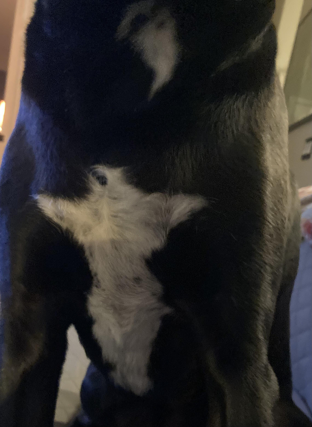 I think my dog is giving me a Rorschach Test Im seeing Yoda or Mogwai on his chest