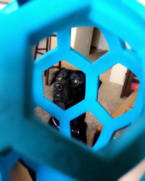 I think my dog is tired of me taking pictures of her instead of throwing the ball