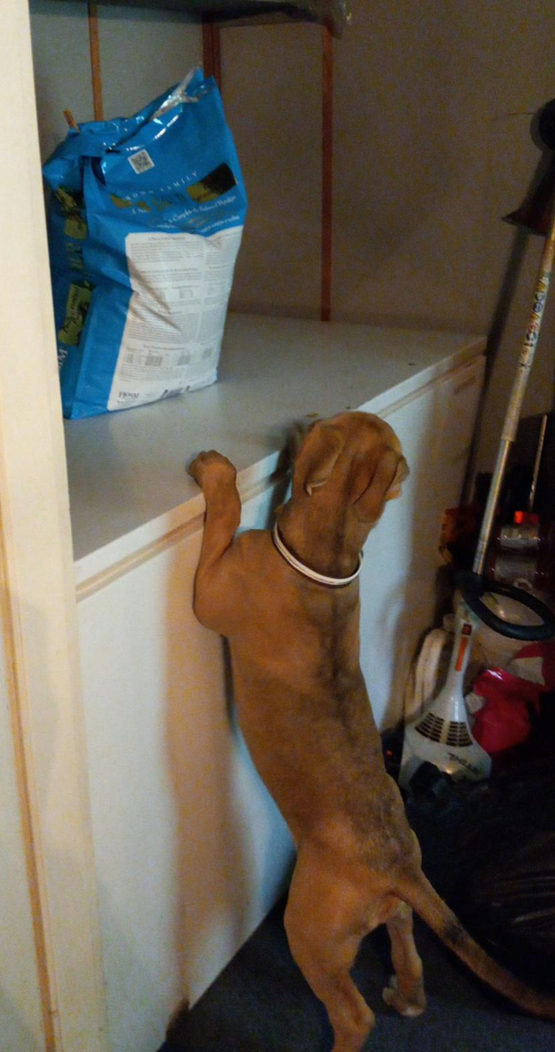 I think my dog likes her new food