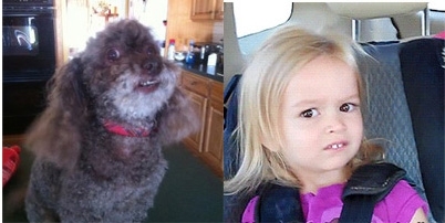 I think my dog nailed it
