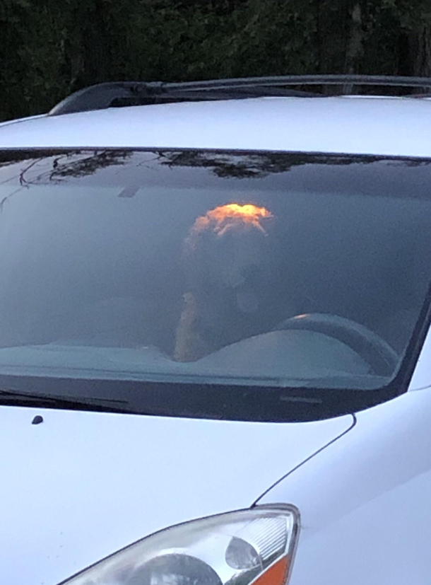 I think my doggo has a quest for me