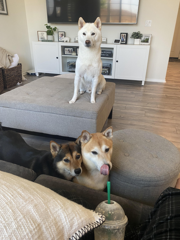 I think my dogs like Starbucks more than I do