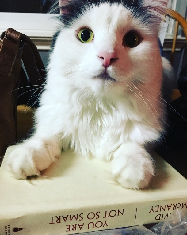 I think my literate cat is trying to tell me something