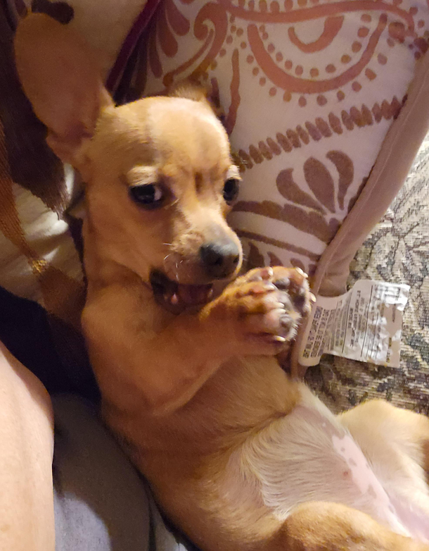 I think my puppy is planning something evil