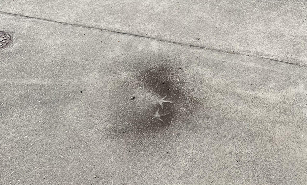 I think one of my chickens was involved in an explosion