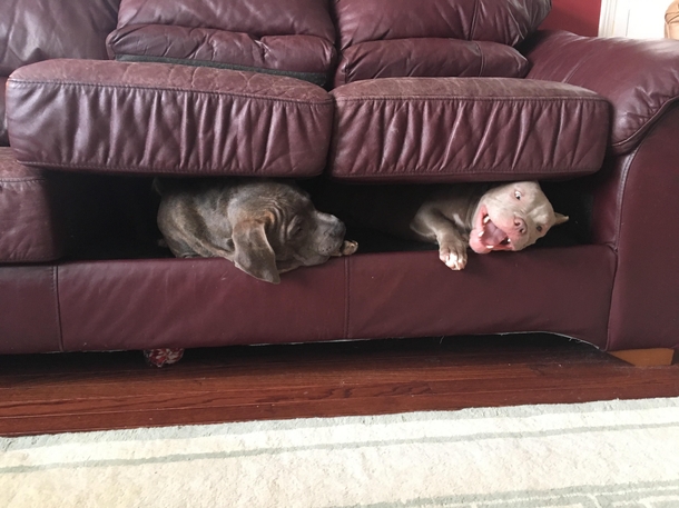 I think the dust bunnies are taking over my couch