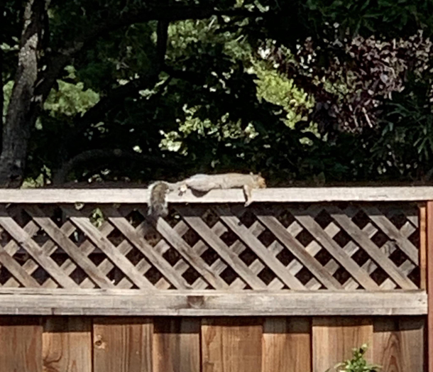 I think the squirrels are getting drunk off the ripe figs 