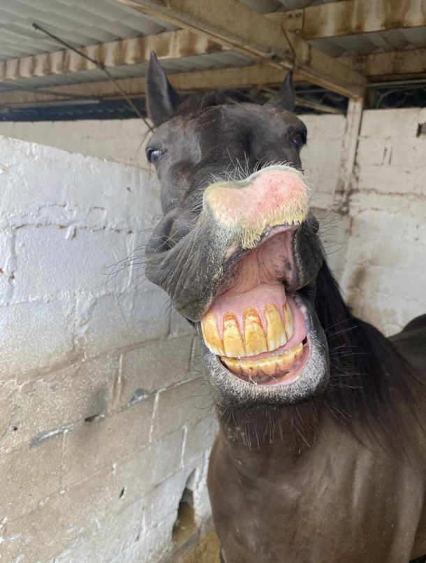 I think there might be something wrong with my moms horse