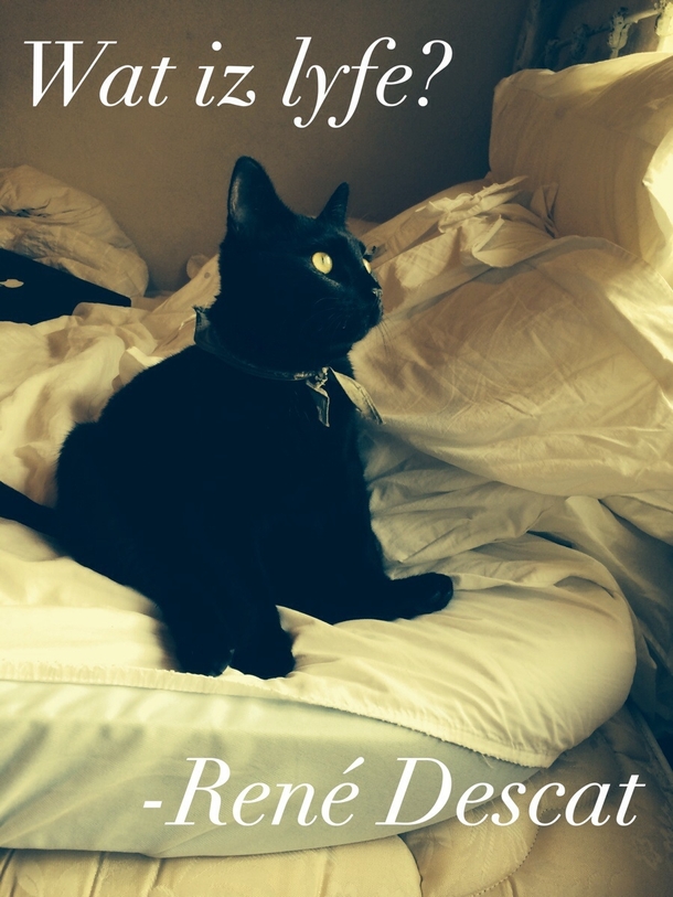 I think therefore Im cat
