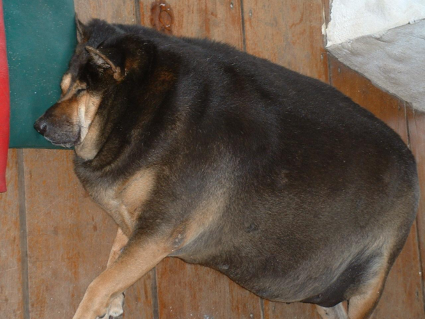 I think this doggo best represents me