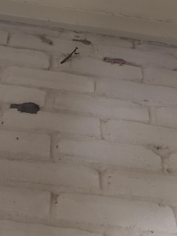 I think this mantis walked into the wrong neighborhood
