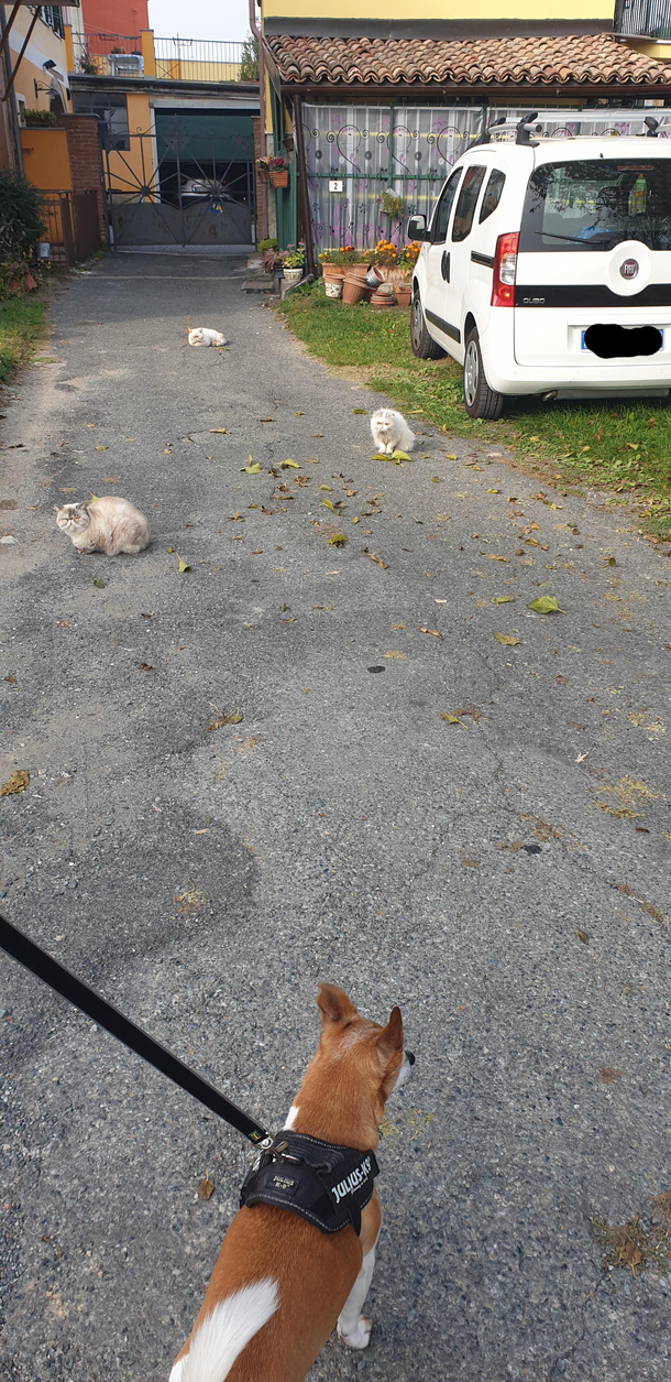 I think we got in the wrong hood