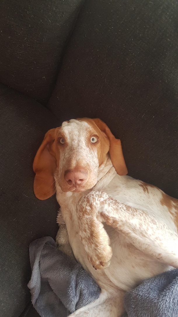 I think we got the wrong dog