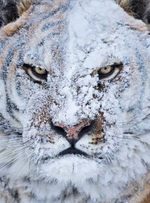 I Thinks Thats Enough Coke Now Tiger