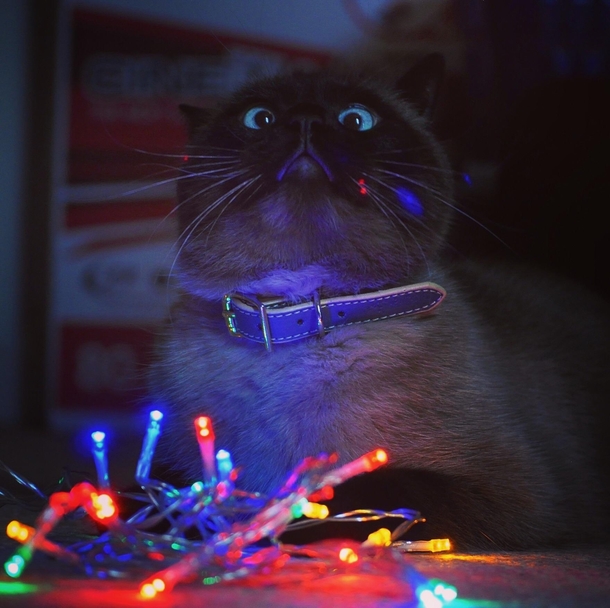 I thought itd be cute to get a photo of my cat with fairy lights