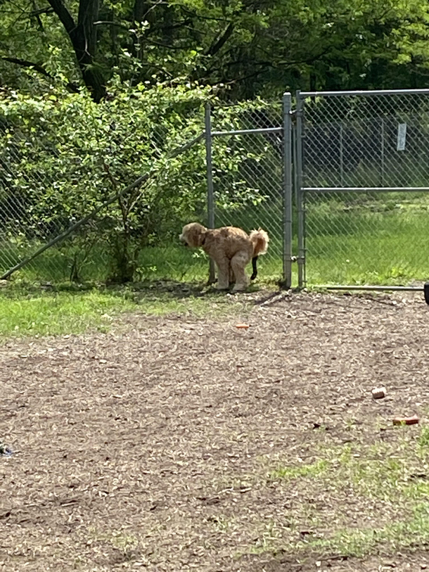 I thought my dog had the biggest poop ever but its actually just a stick stuck in the fence behind him