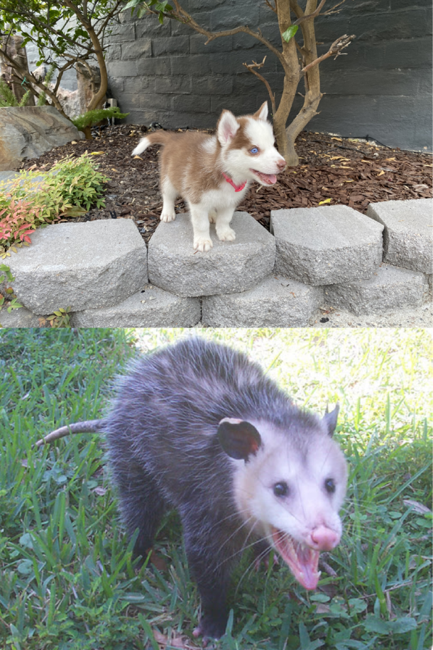 I thought my new puppy was a PomeranianHusky mix but I think she may have a bit of possum in her