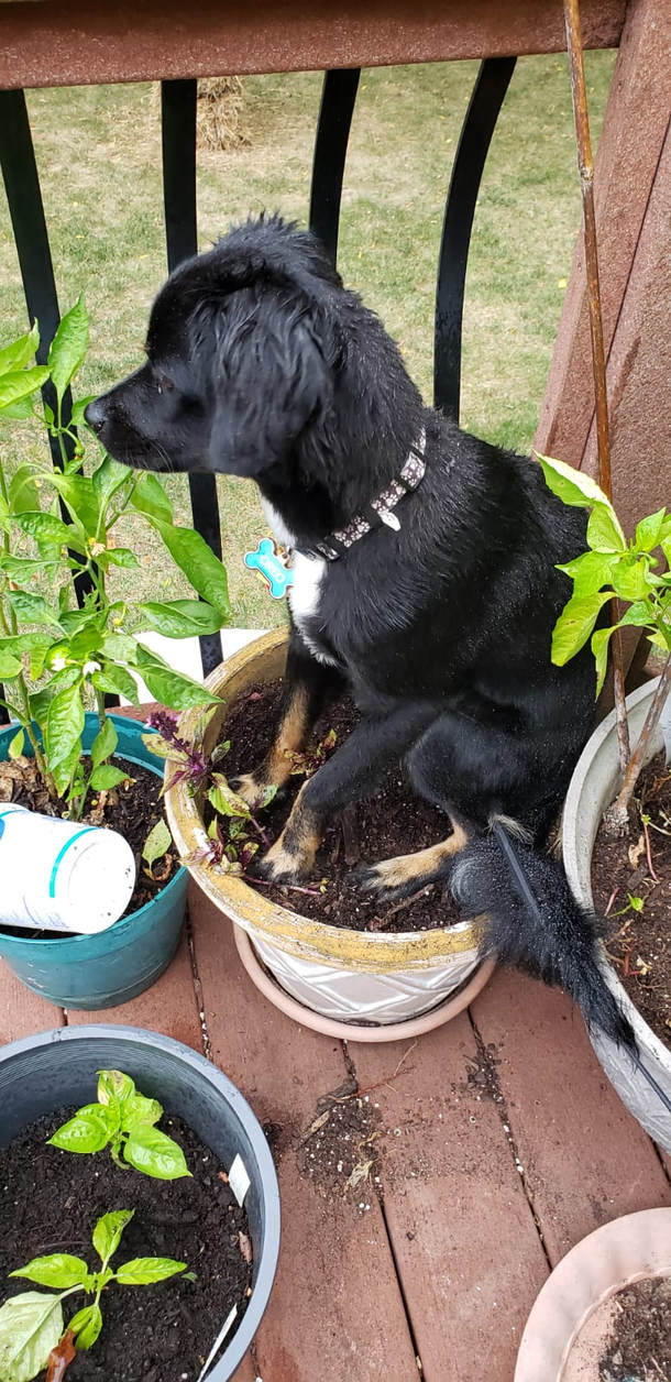 I thought squirrels were killing my plants